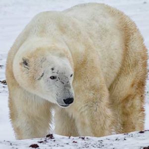 Polar-Bear – Alexander Arias